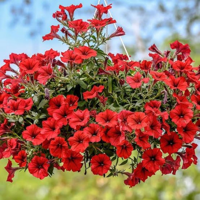 Petunia Chief Scarlet Red